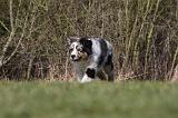BERGER AUSTRALIEN PUPPIES 379